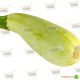  KS 140 F1 семена кабачка (Kitano Seeds)