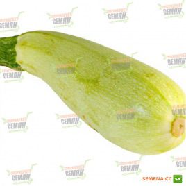  KS 140 F1 семена кабачка (Kitano Seeds)