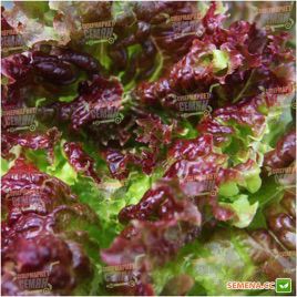 КС 155 (KS 155) семена салата тип Батавия красн. (Kitano Seeds) НЕТ ТОВАРА