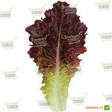 KS 160 семена салата тип Батавия (Kitano Seeds)