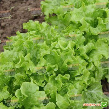 KS 190 семена салата тип Батавия (Kitano Seeds)
