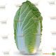 KS 340 F1 семена капусты пекинской (Kitano Seeds)