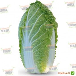 KS 340 F1 семена капусты пекинской (Kitano Seeds)
