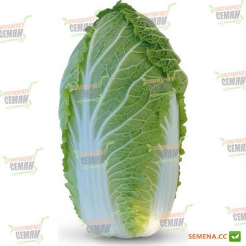 KS 340 F1 семена капусты пекинской (Kitano Seeds)