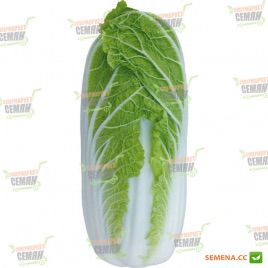 KS 374 F1 семена капусты пекинской (Kitano Seeds)