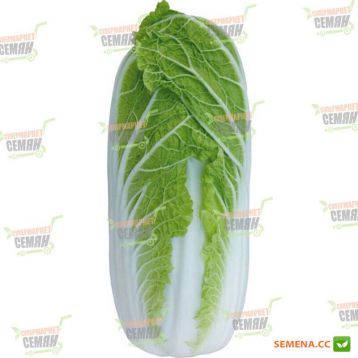 KS 374 F1 семена капусты пекинской (Kitano Seeds)