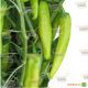 KS 448 F1 семена перца острого (Kitano Seeds) 