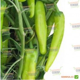 KS 448 F1 семена перца острого (Kitano Seeds) 