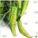 KS 448 F1 семена перца острого (Kitano Seeds) 