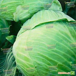 KS 586 F1 насіння капусти б/к середньостиглий 65-70дн 1,5-2кг (Kitano Seeds)