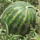 КС 638 F1 (KS 638 F1) семена арбуза (Kitano Seeds)