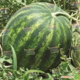 КС 638 F1 (KS 638 F1) насіння кавуна (Kitano Seeds)