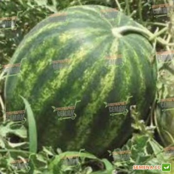 КС 638 F1 (KS 638 F1) семена арбуза (Kitano Seeds)