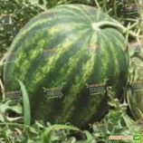 КС 638 F1 (KS 638 F1) семена арбуза (Kitano Seeds)