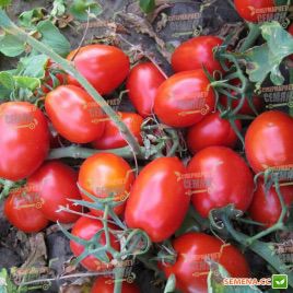 KS 720 F1 семена томата дет. (Kitano Seeds)