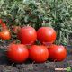 KS 829 F1 семена томата дет. (Kitano Seeds)