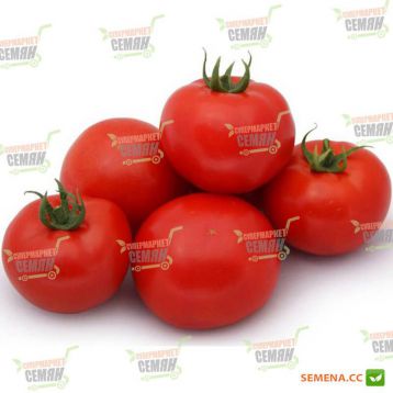 Насіння томату Аніта F1 купити від Kitano Seeds | Супермаркет Насіння