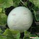 KS 7037 F1 семена дыни тип Honey Dew (Kitano Seeds)