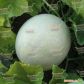 KS 7037 F1 семена дыни тип Honey Dew (Kitano Seeds)