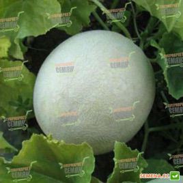 KS 7037 F1 семена дыни тип Honey Dew (Kitano Seeds)