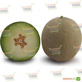KS 7044 F1 семена дыни тип Japanese (Kitano Seeds)