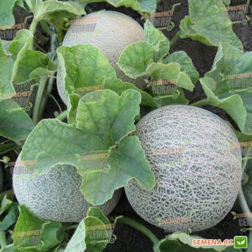 KS 7049 F1 семена дыни тип Cantaloupe (Kitano Seeds)