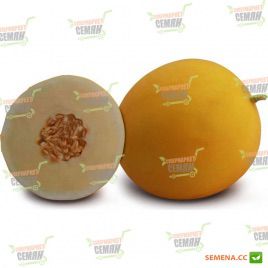 KS 7066 F1 семена дыни тип Honey Dew (Kitano Seeds)