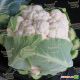 Мисора F1 (KS 22 F1) cемена капусты цветной (Kitano Seeds)
