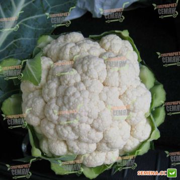 Мисора F1 (KS 22 F1) cемена капусты цветной (Kitano Seeds)