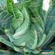 Мисора F1 (KS 22 F1) cемена капусты цветной (Kitano Seeds)