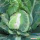 Мисора F1 (KS 22 F1) cемена капусты цветной (Kitano Seeds)