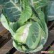 Мисора F1 (KS 22 F1) cемена капусты цветной (Kitano Seeds)