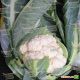 Мисора F1 (KS 22 F1) cемена капусты цветной (Kitano Seeds)