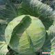 Наоми F1 семена капусты б/к средней (Kitano Seeds)