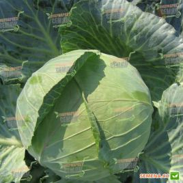 Наоми F1 семена капусты б/к средней (Kitano Seeds)