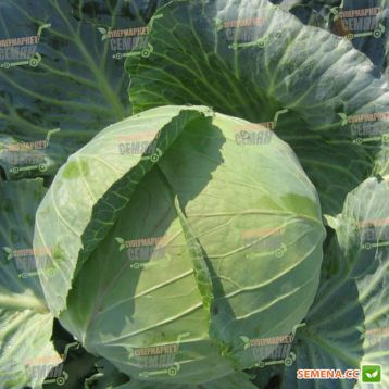 Наоми F1 семена капусты б/к средней (Kitano Seeds)