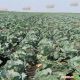 Наоми F1 семена капусты б/к средней 80-85 дн. 2,5-3,5 кг окр.-прип. (Kitano Seeds)