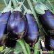 Прадо F1 (КS 27 F1) семена баклажана (Kitano Seeds)