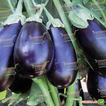 Прадо F1 (КS 27 F1) семена баклажана (Kitano Seeds)