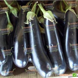 Самурай F1 семена баклажана раннего 180-200 гр. 20-25 см удл.-цил. (Kitano Seeds) НЕТ ТОВАРА