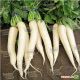 Титан семена редьки тип Дайкон ранней 45-50 дн. 45-60 см белой (Kitano Seeds)