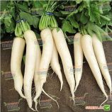 Титан семена редьки тип Дайкон ранней 45-50 дн. 45-60 см белой (Kitano Seeds)