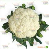 Ванза F1 (KS 35 F1) семена капусты цветной (Kitano Seeds)