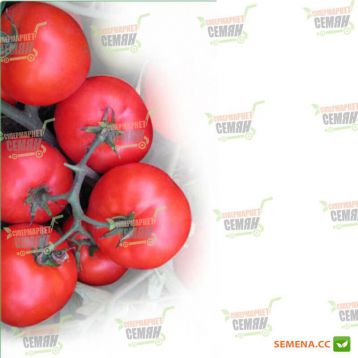 Витра (KS755) F1 семена томата дет (Kitano Seeds)