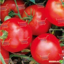 1502 F1 семена томата дет. раннего 200-220 гр. (Lark Seeds)
