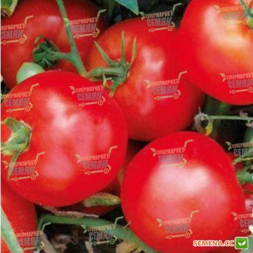 1502 F1 семена томата дет. раннего 200-220 гр. (Lark Seeds)