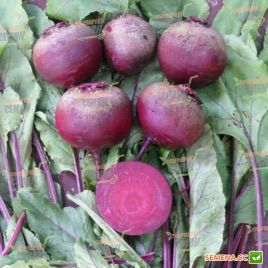 Детройт Дарк Ред семена свеклы столовой (Lark Seeds)