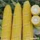 Добриня F1 семена кукурузы суперсладкой (Lark Seeds)