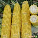 Добриня F1 семена кукурузы суперсладкой (Lark Seeds)
