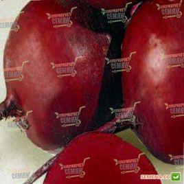 Гарольд семена свеклы столовой (Lark Seeds)